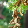 5 Tamarind Tree Seeds - Tamarindus Indica - Grow Your Own Fruit Plant - Image 1