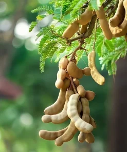 5 Tamarind Tree Seeds - Tamarindus Indica - Grow Your Own Fruit Plant - Image 1