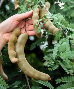 5 Tamarind Tree Seeds - Tamarindus Indica - Grow Your Own Fruit Plant - Image 9