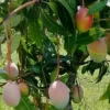 5 Valencia Mango Cuttings Scions for Grafting - Outdoor Fruit Tree - Image 1