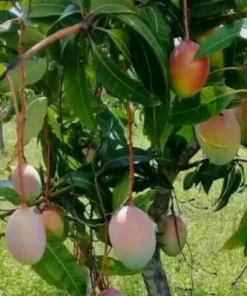 5 Valencia Mango Cuttings Scions for Grafting - Outdoor Fruit Tree - Image 1