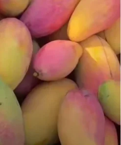 5 Valencia Mango Cuttings Scions for Grafting - Outdoor Fruit Tree - Image 3