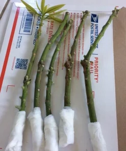 5 Valencia Mango Cuttings Scions for Grafting - Outdoor Fruit Tree - Image 4