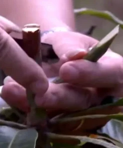 5 Valencia Mango Cuttings Scions for Grafting - Outdoor Fruit Tree - Image 5