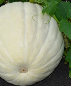 5 White Casper Pumpkin Seeds - Unique White Skin, Orange Flesh Vegetable - Image 4