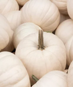 5 White Casper Pumpkin Seeds - Unique White Skin, Orange Flesh Vegetable - Image 5