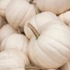 5 White Casper Pumpkin Seeds - Unique White Skin, Orange Flesh Vegetable - Image 1