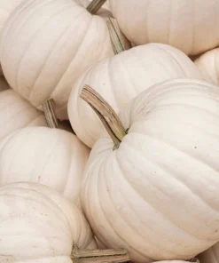 5 White Casper Pumpkin Seeds - Unique White Skin, Orange Flesh Vegetable - Image 1
