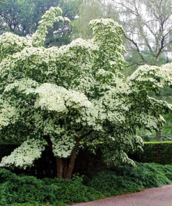 5 White Kousa Dogwood Tree Seeds - Flowering Cornus Kousa - Image 10