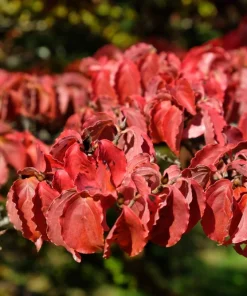 5 White Kousa Dogwood Tree Seeds - Flowering Cornus Kousa - Image 11