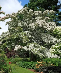 5 White Kousa Dogwood Tree Seeds - Flowering Cornus Kousa - Image 12
