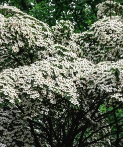 5 White Kousa Dogwood Tree Seeds - Flowering Cornus Kousa - Image 13