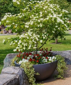 5 White Kousa Dogwood Tree Seeds - Flowering Cornus Kousa - Image 14
