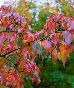 5 White Kousa Dogwood Tree Seeds - Flowering Cornus Kousa - Image 15