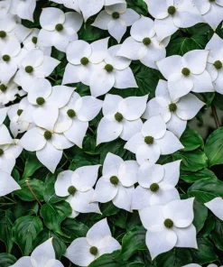 5 White Kousa Dogwood Tree Seeds - Flowering Cornus Kousa - Image 2