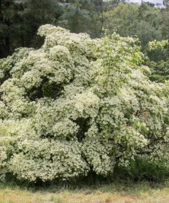 5 White Kousa Dogwood Tree Seeds - Flowering Cornus Kousa - Image 3