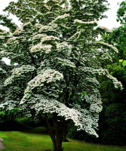 5 White Kousa Dogwood Tree Seeds - Flowering Cornus Kousa - Image 4