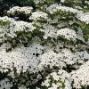 5 White Kousa Dogwood Tree Seeds - Flowering Cornus Kousa - Image 1