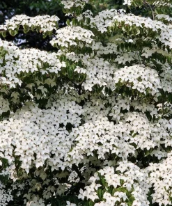 5 White Kousa Dogwood Tree Seeds - Flowering Cornus Kousa - Image 1