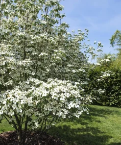 5 White Kousa Dogwood Tree Seeds - Flowering Cornus Kousa - Image 5