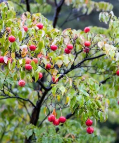 5 White Kousa Dogwood Tree Seeds - Flowering Cornus Kousa - Image 7