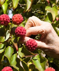 5 White Kousa Dogwood Tree Seeds - Flowering Cornus Kousa - Image 8
