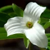 5 White Trillium Bulbs - Wood Lily Wildflower (Trillium grandiflorum) - Partial to Full Shade - Image 1