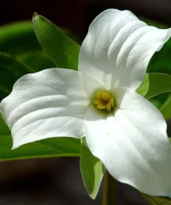 5 White Trillium Bulbs - Wood Lily Wildflower (Trillium grandiflorum) - Partial to Full Shade - Image 1