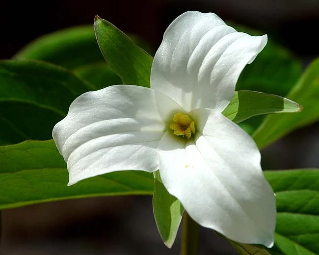 5 White Trillium Bulbs - Wood Lily Wildflower (Trillium grandiflorum) - Partial to Full Shade - Image 1