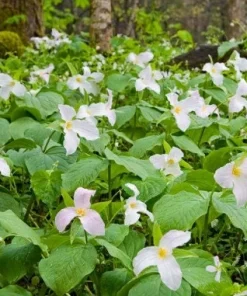 5 White Trillium Bulbs - Wood Lily Wildflower (Trillium grandiflorum) - Partial to Full Shade - Image 3