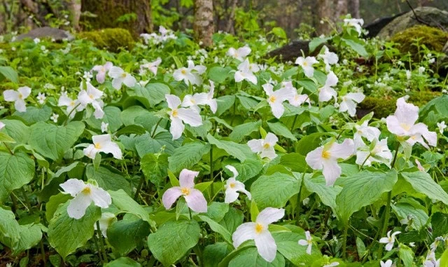 5 White Trillium Bulbs - Wood Lily Wildflower (Trillium grandiflorum) - Partial to Full Shade - Image 3