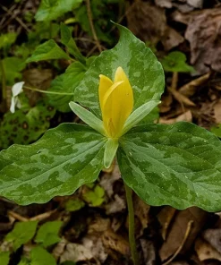 5 Yellow Trillium Bulbs - Native Wildflower, Fragrant, Partial to Full Shade - Image 2