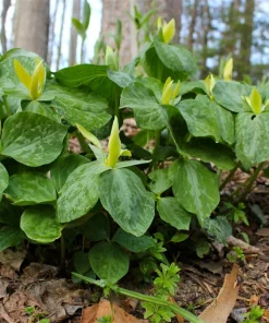 5 Yellow Trillium Bulbs - Native Wildflower, Fragrant, Partial to Full Shade - Image 4