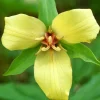 5 Yellow Trillium Bulbs - Native Wildflower, Fragrant, Partial to Full Shade - Image 1