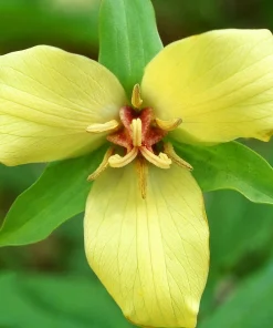 5 Yellow Trillium Bulbs - Native Wildflower, Fragrant, Partial to Full Shade - Image 1