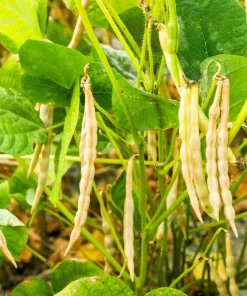 50 Adzuki Bean Seeds - Red Maroon Legume Vegetable Seeds - Image 2