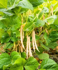 50 Adzuki Bean Seeds - Red Maroon Legume Vegetable Seeds - Image 3
