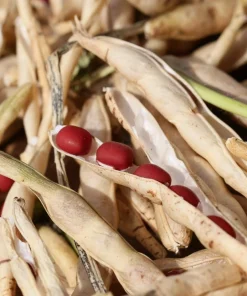 50 Adzuki Bean Seeds - Red Maroon Legume Vegetable Seeds - Image 4