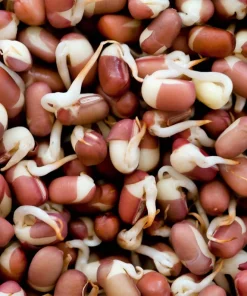 50 Adzuki Bean Seeds - Red Maroon Legume Vegetable Seeds - Image 7