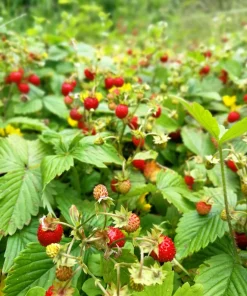 50 Alexandria Strawberry Seeds - Everbearing Alpine Fragaria Vesca Red Berry Fruit - Image 10