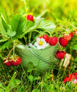 50 Alexandria Strawberry Seeds - Everbearing Alpine Fragaria Vesca Red Berry Fruit - Image 2
