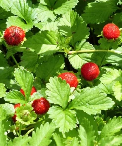 50 Alexandria Strawberry Seeds - Everbearing Alpine Fragaria Vesca Red Berry Fruit - Image 3