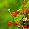 50 Alexandria Strawberry Seeds - Everbearing Alpine Fragaria Vesca Red Berry Fruit - Image 1
