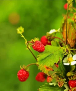 50 Alexandria Strawberry Seeds - Everbearing Alpine Fragaria Vesca Red Berry Fruit - Image 1