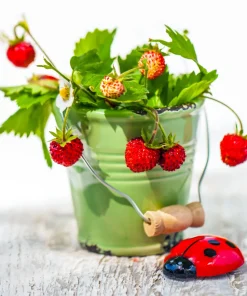 50 Alexandria Strawberry Seeds - Everbearing Alpine Fragaria Vesca Red Berry Fruit - Image 5