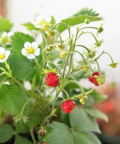 50 Alexandria Strawberry Seeds - Everbearing Alpine Fragaria Vesca Red Berry Fruit - Image 6