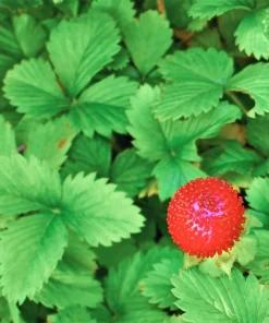 50 Alexandria Strawberry Seeds - Everbearing Alpine Fragaria Vesca Red Berry Fruit - Image 7