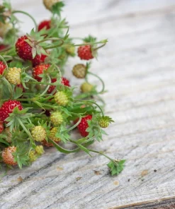 50 Alexandria Strawberry Seeds - Everbearing Alpine Fragaria Vesca Red Berry Fruit - Image 8