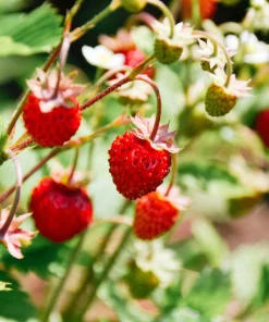 50 Alexandria Strawberry Seeds - Everbearing Alpine Fragaria Vesca Red Berry Fruit - Image 9