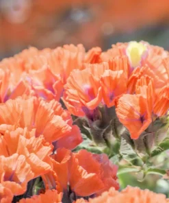 50 Apricot Beauty Statice Seeds - Limonium Sinuatum Sea Lavender Flower Seeds - Image 2